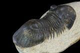 Paralejurus Trilobite Fossil - Morocco #120066-2